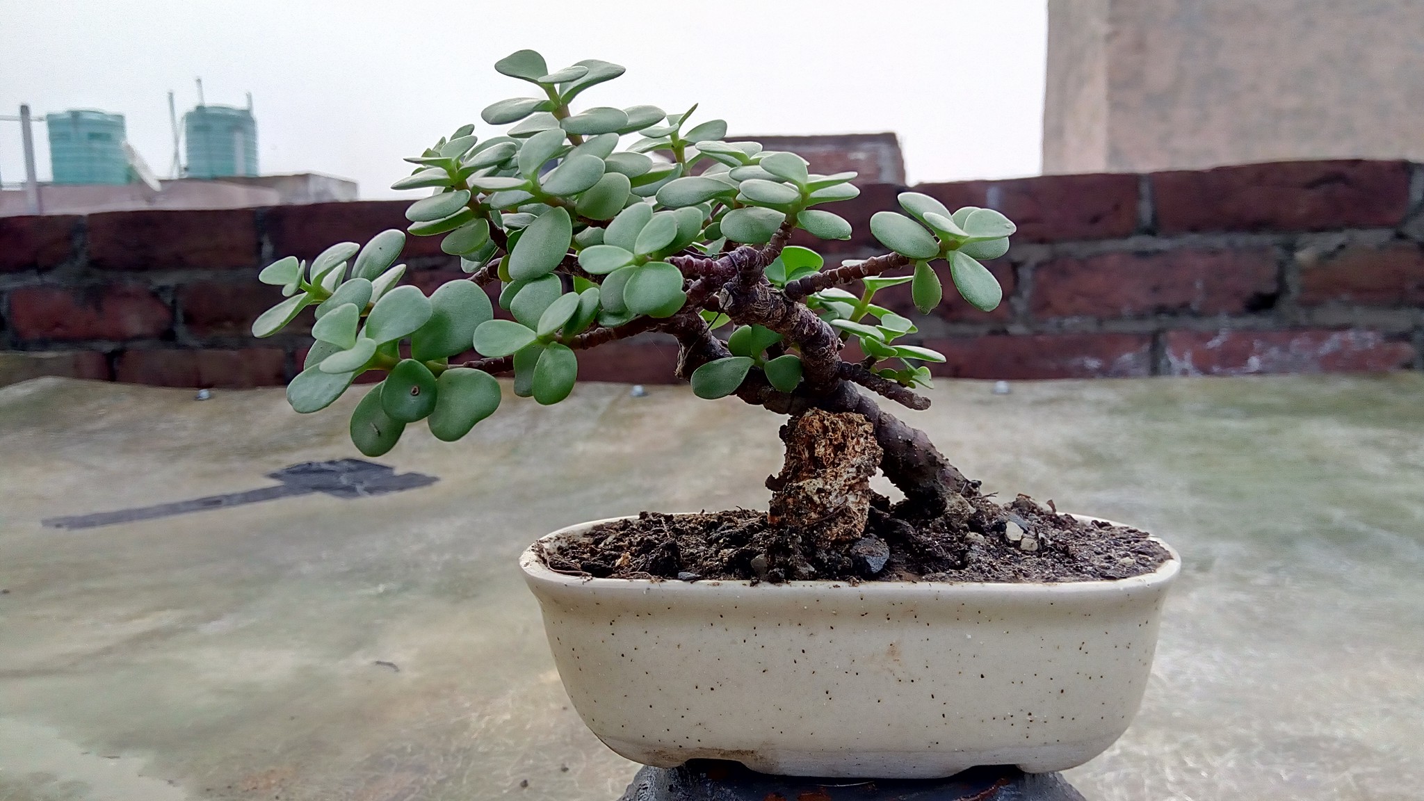 Jade Plant Lovers | Should I prune this now or wait for spring | Facebook