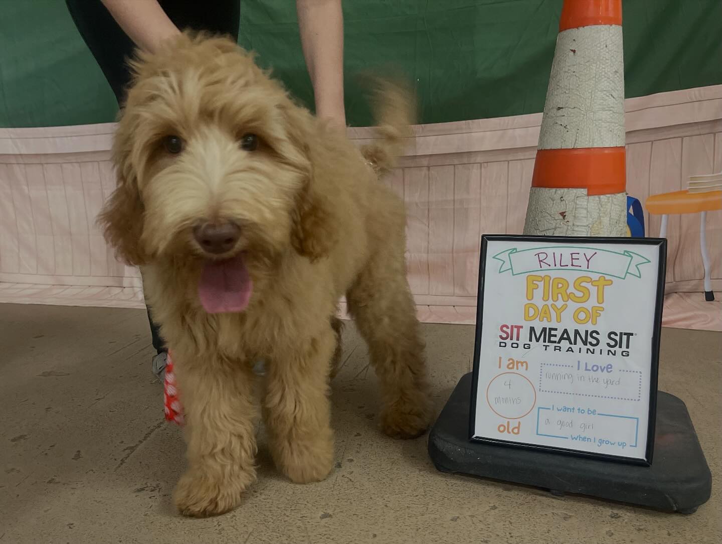 Sit Means Sit... - Sit Means Sit Dog Training Central Texas