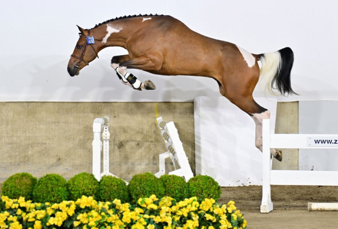 ⭐️ＨＡＬ⭐️ Cash W Z (-2023 by Commander HK Z x Best Man Z) is sold and has