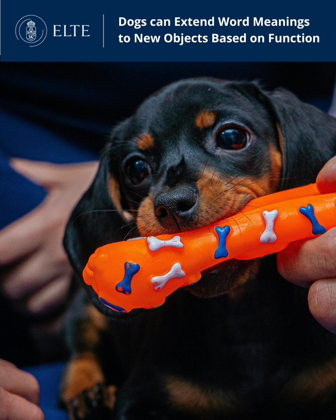 Dogs can Extend... - Eötvös Loránd University International | Facebook