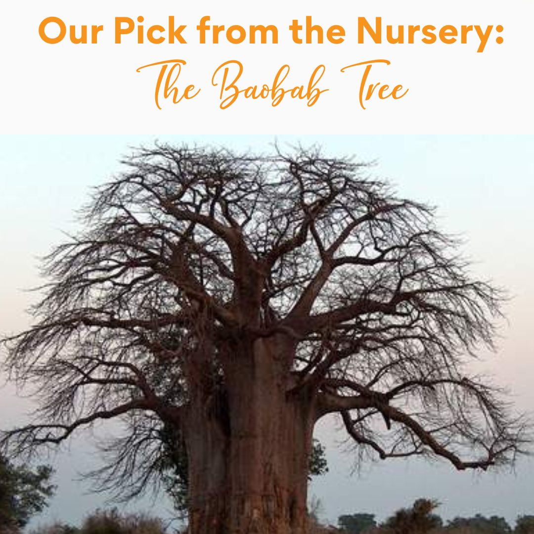 The Kilimanjaro - Baobab’s scientific name is Adansonia Digitata ...