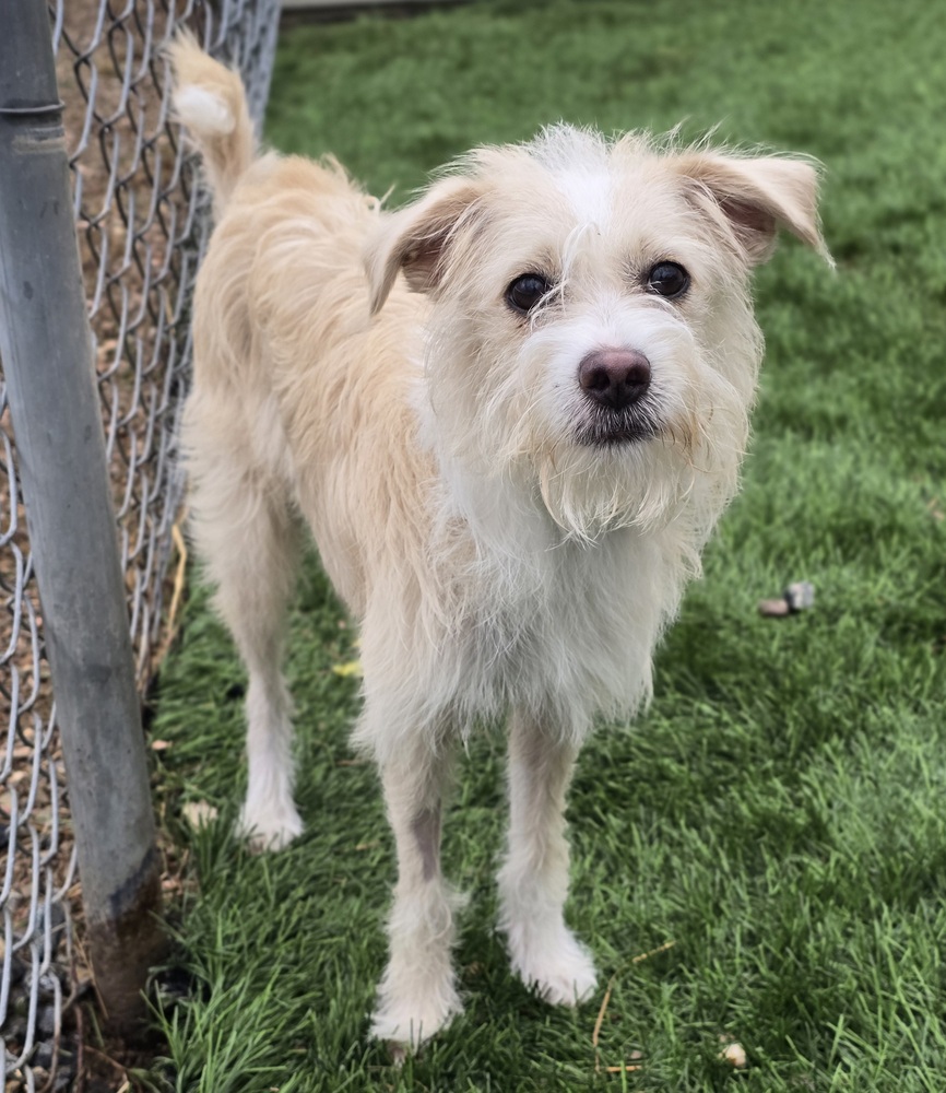 4 Paws - Niko - Will be at the event Saturday if not pre-adopted
