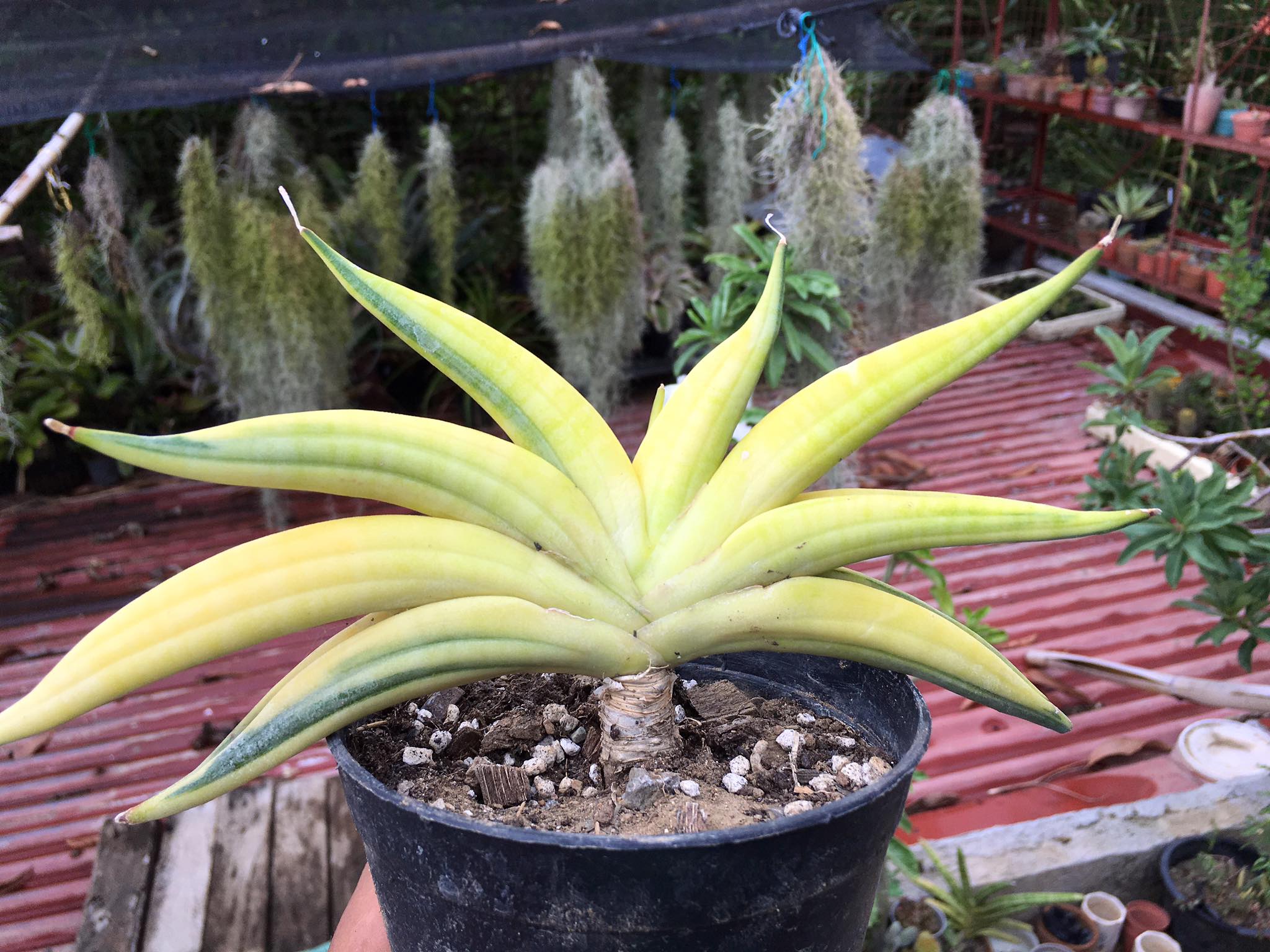Sansevieria Pingren Variegated