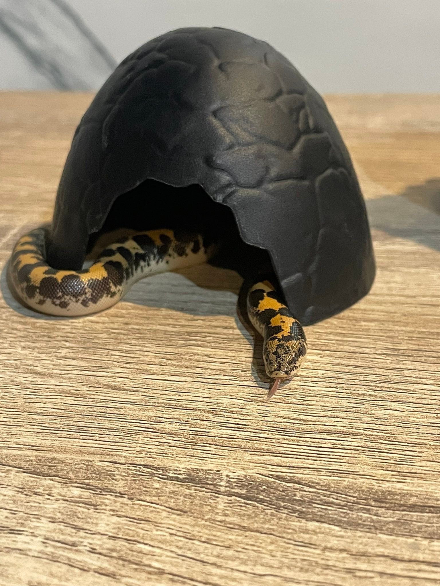 คนเลือก Hide box ... - BALL MAKER - Ball Pythons -Thailand | Facebook