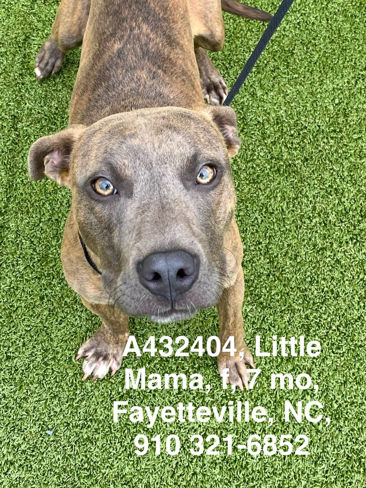 Friends - PIXEL (A432381) *available once spayed A few things