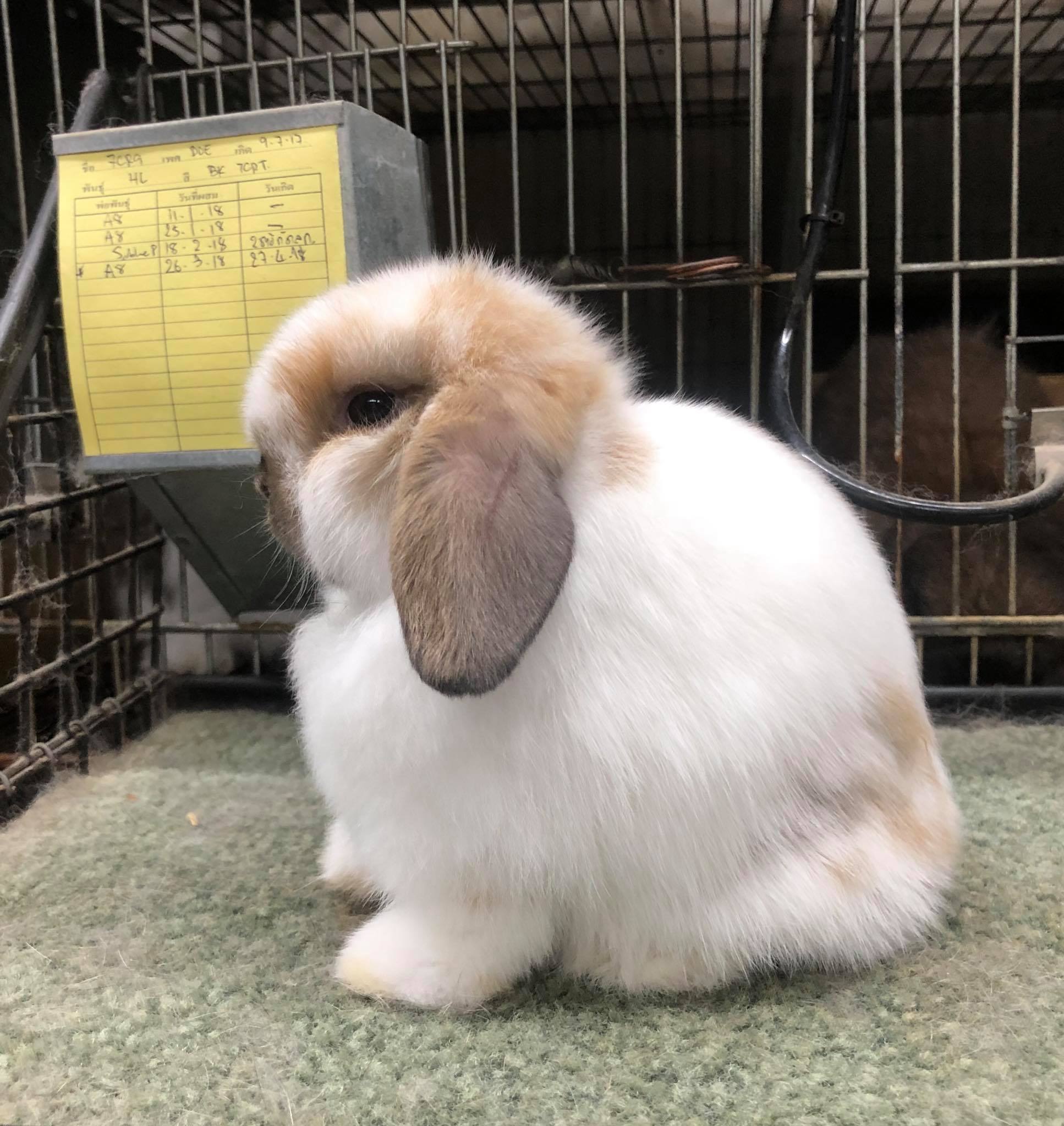 Country Rabbit Farm