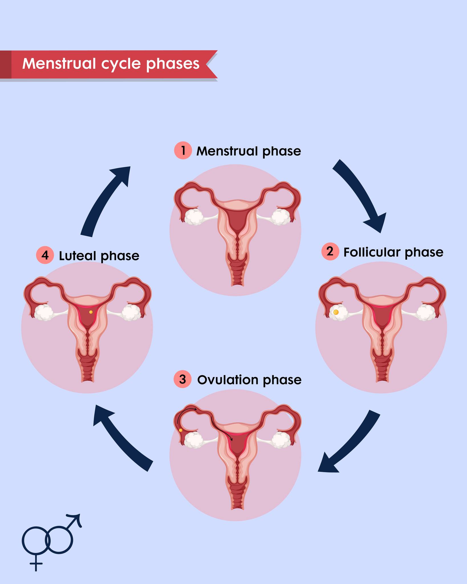 Genesis - Understanding your cycle: How tracking ovulation supports ...