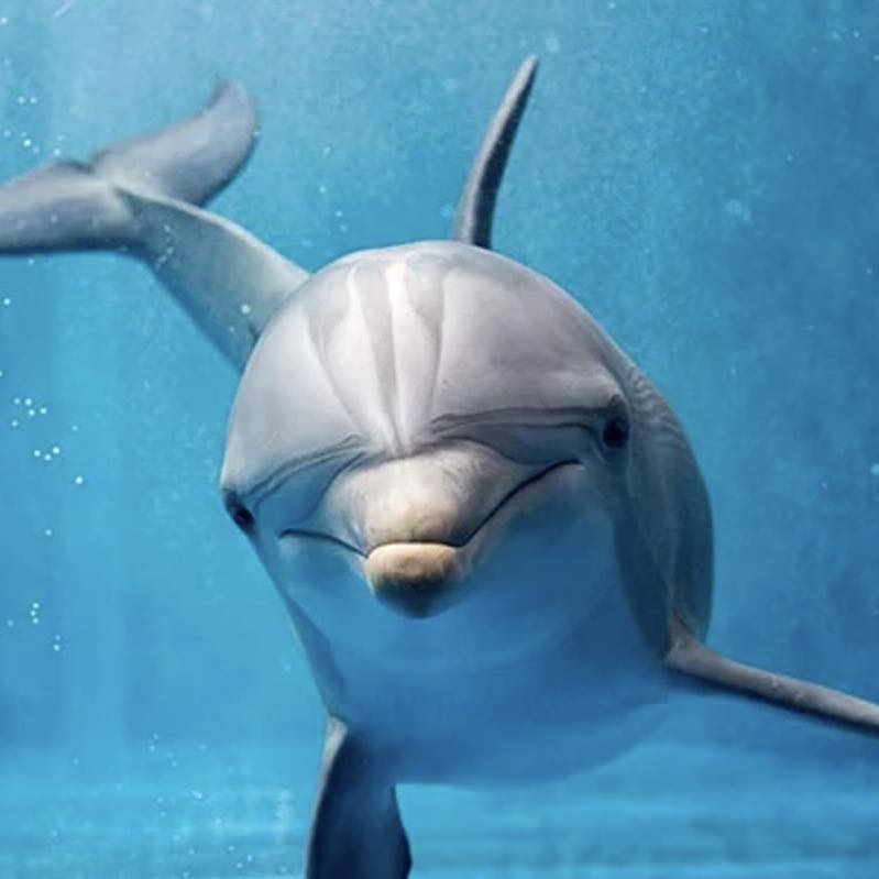 Dolphin - Humans and other mammals have a gag reflex to protect their ...