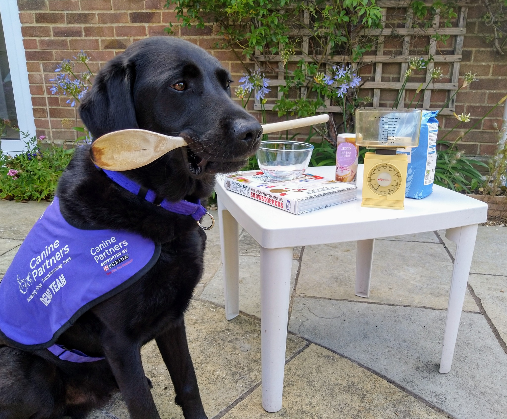 Canine Partners Dog Friendly Afternoon Tea