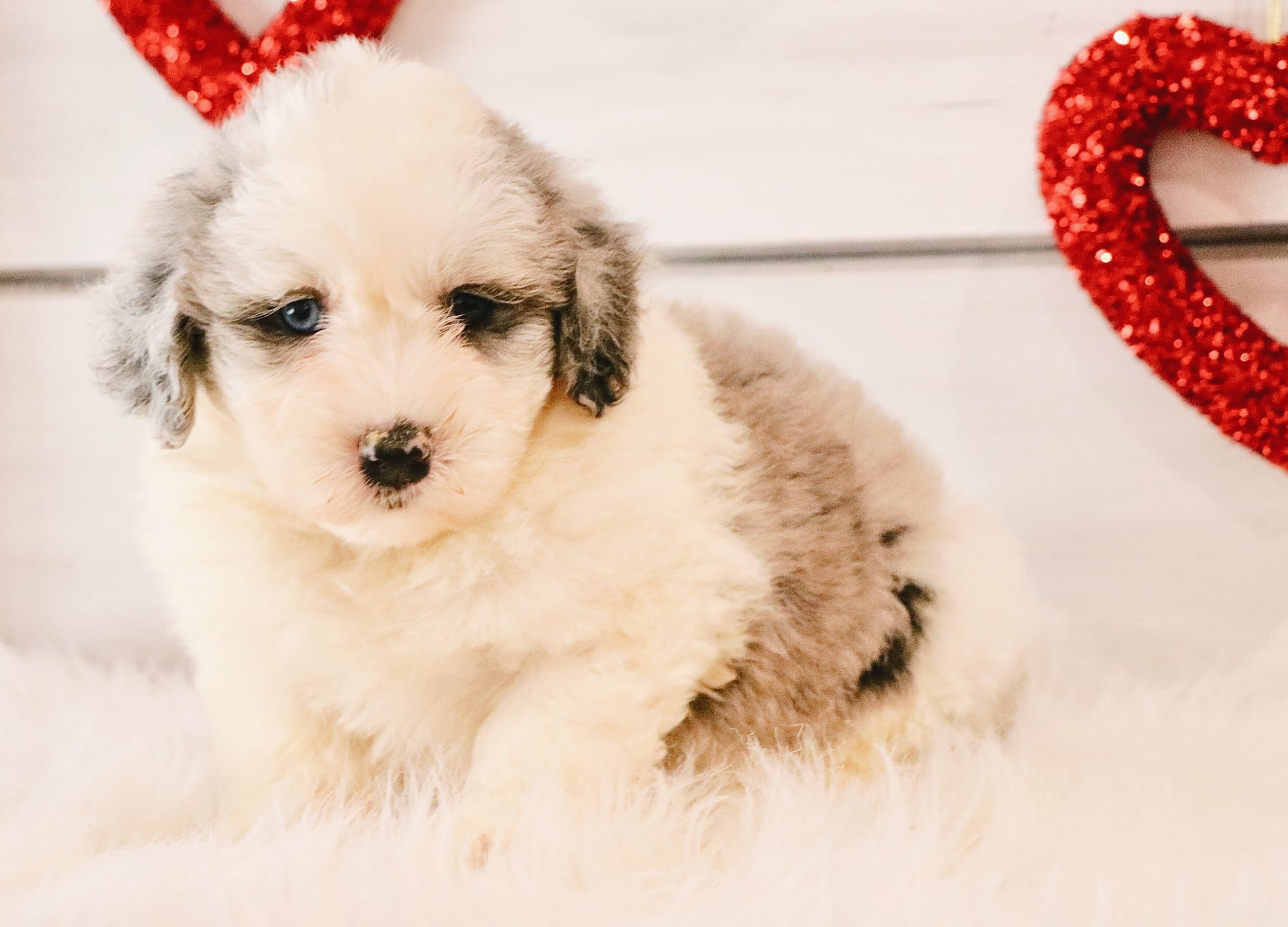 Our first female mini sheepadoodle... - Blue Spruce Doodles