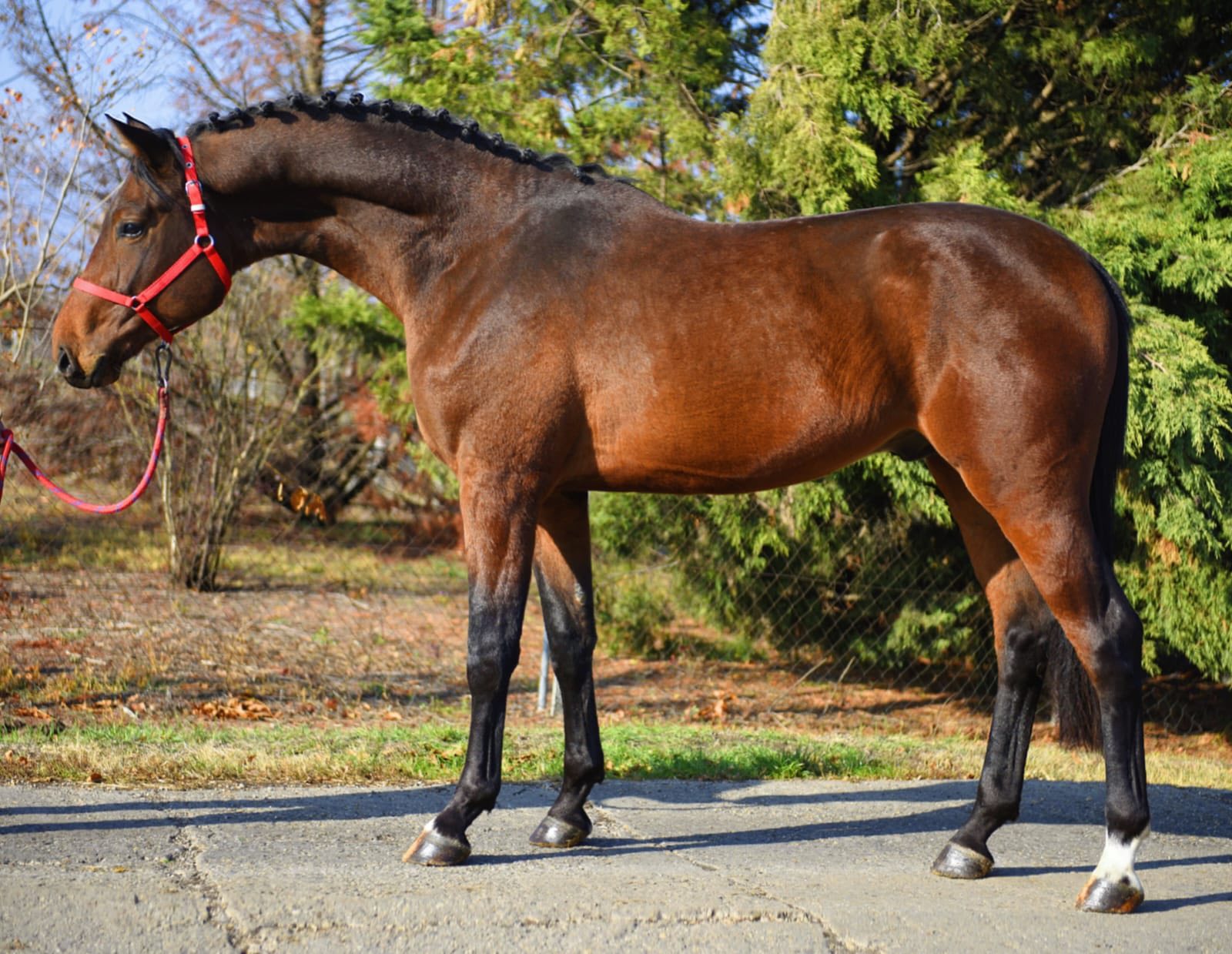 For sale: talented and sweet 3yo stallion