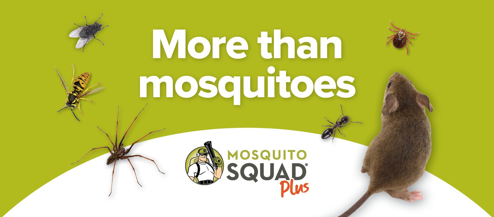 Answer below. #question... - Pulse Pest Control | Facebook