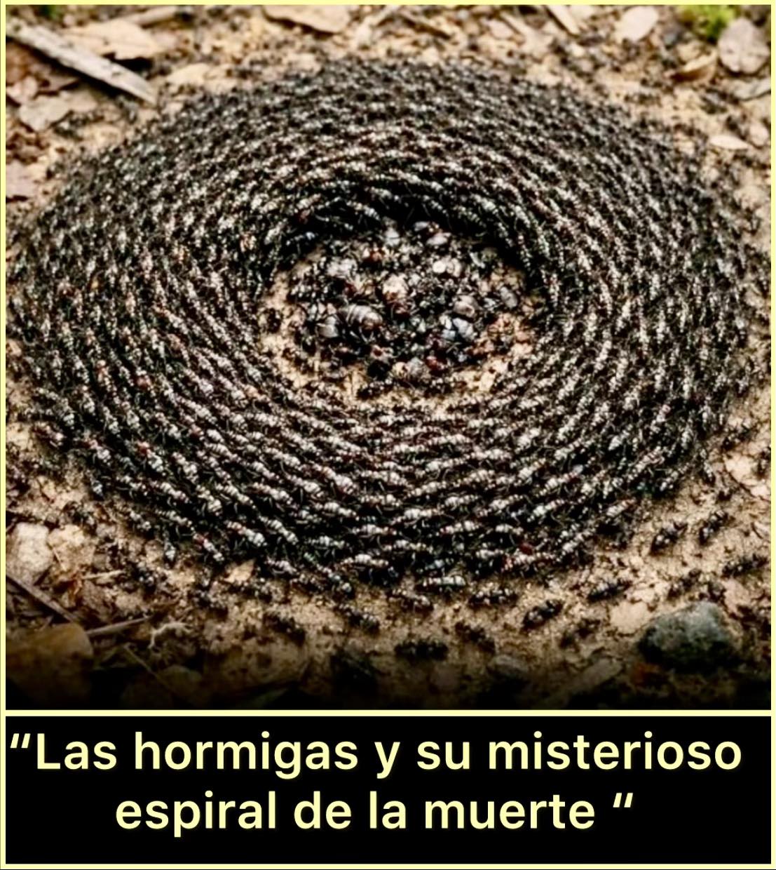 clan-la-espiral-de-muerte-de-las-hormigas-es-un-fen-meno-fascinante