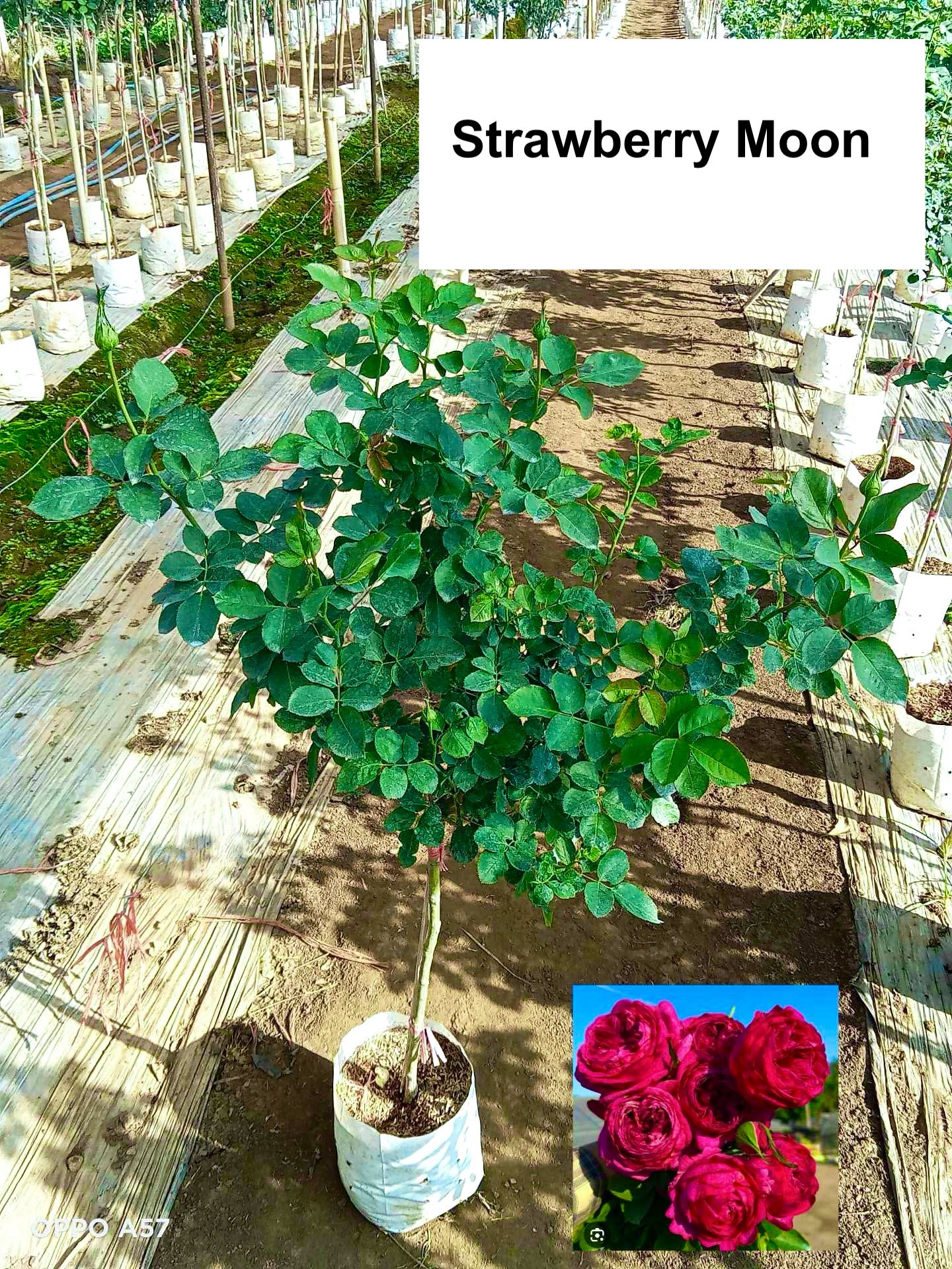Arnieza's Garden