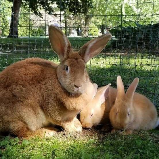 Casa De Conejo - The Flemish Giant rabbit is a very large breed of ...