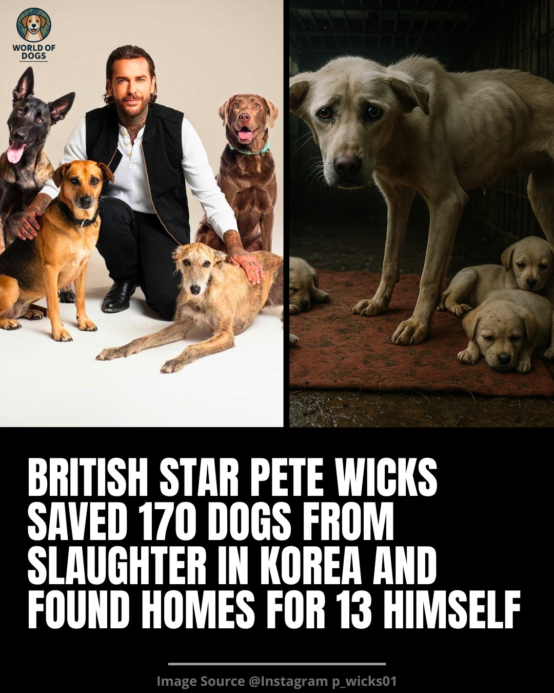 Legendary Dog Handler Alan Symes to the rescue!