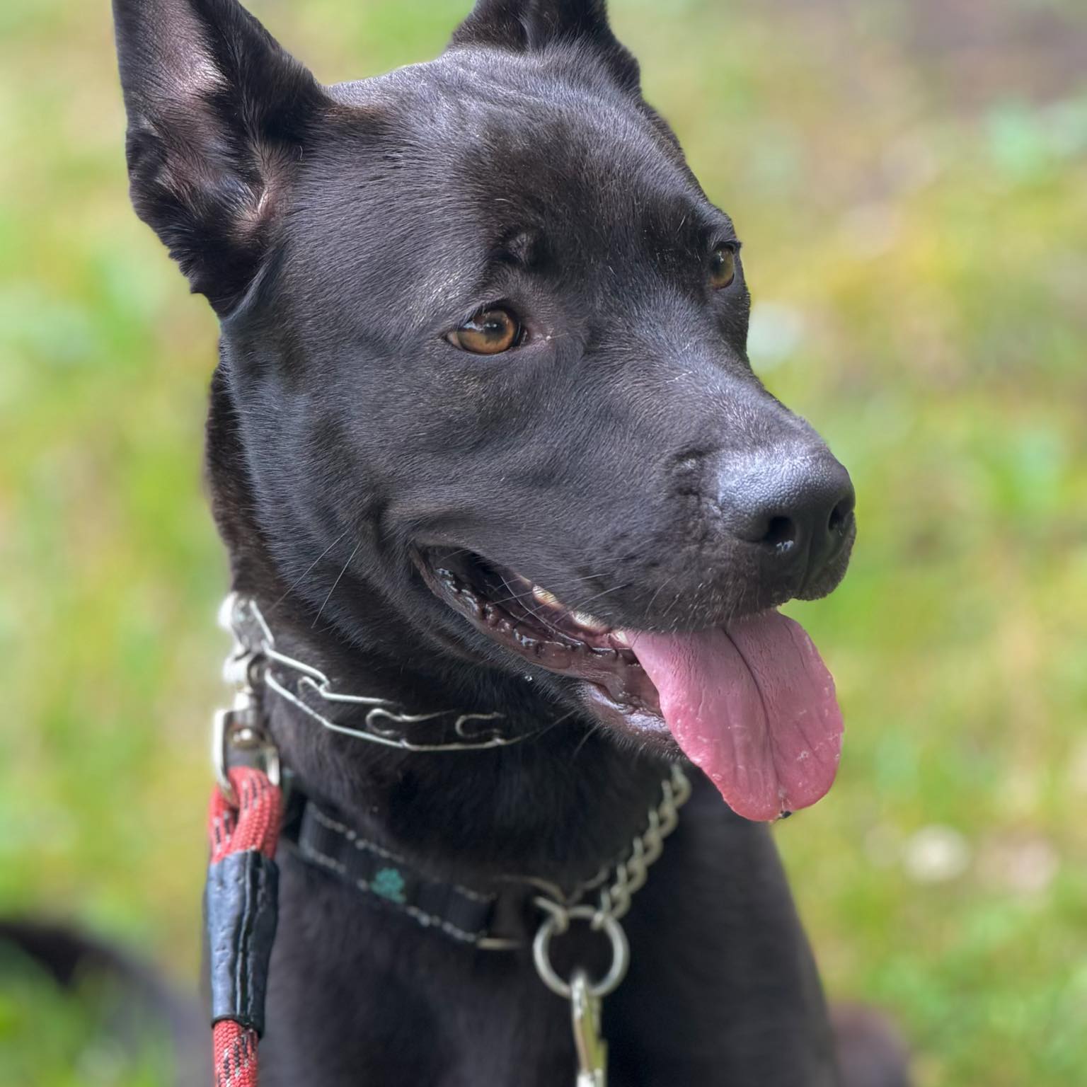 DRUM ROLL... - Noah's Ark Animal Sanctuary, Inc. Rockford IL | Facebook