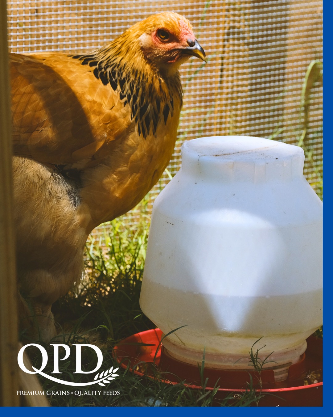 🐓 Did you know your... - Queensland Produce Distributors | Facebook