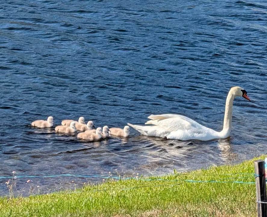 Check it out! Seven (baby) swans a-swimming! Lisa Gruener captured