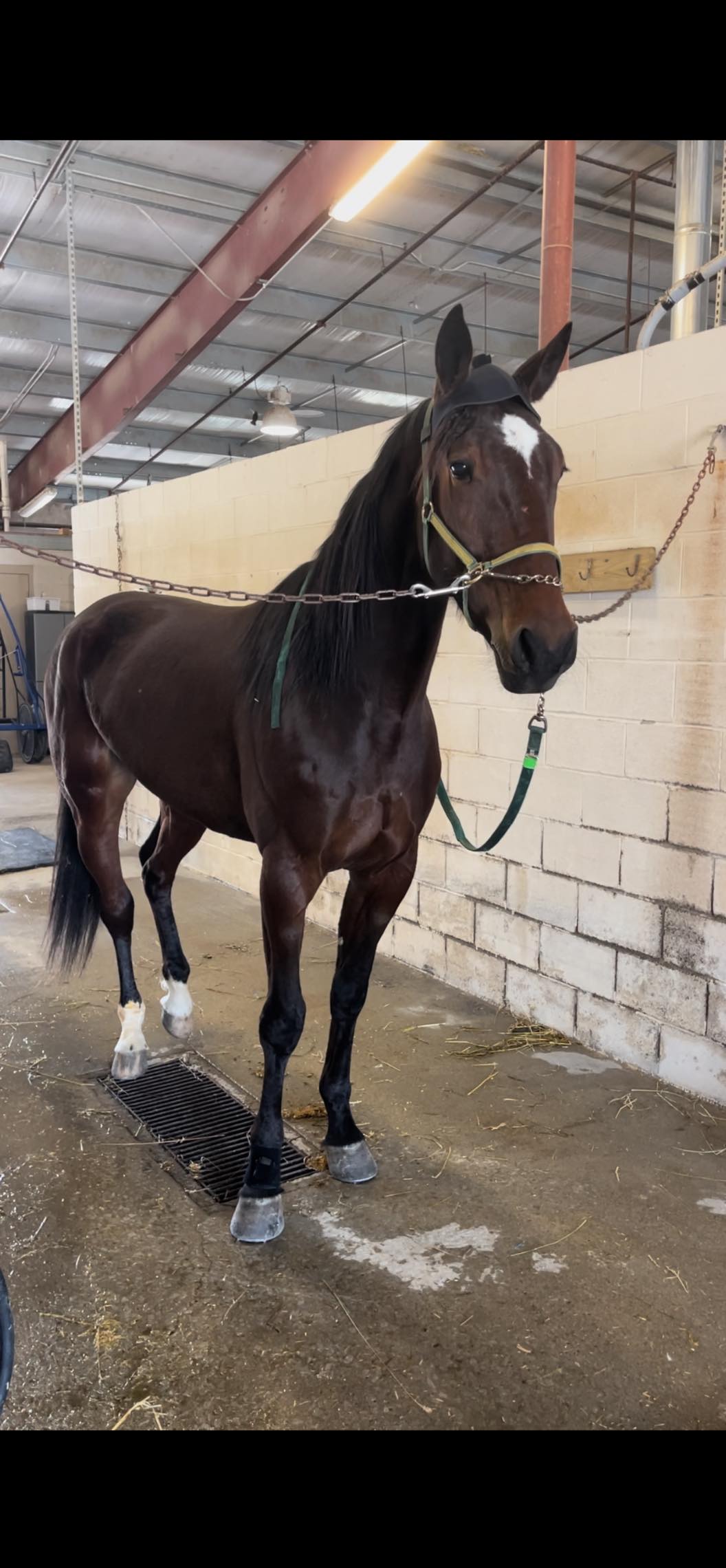 Performance Equine, Inc. | Washington PA
