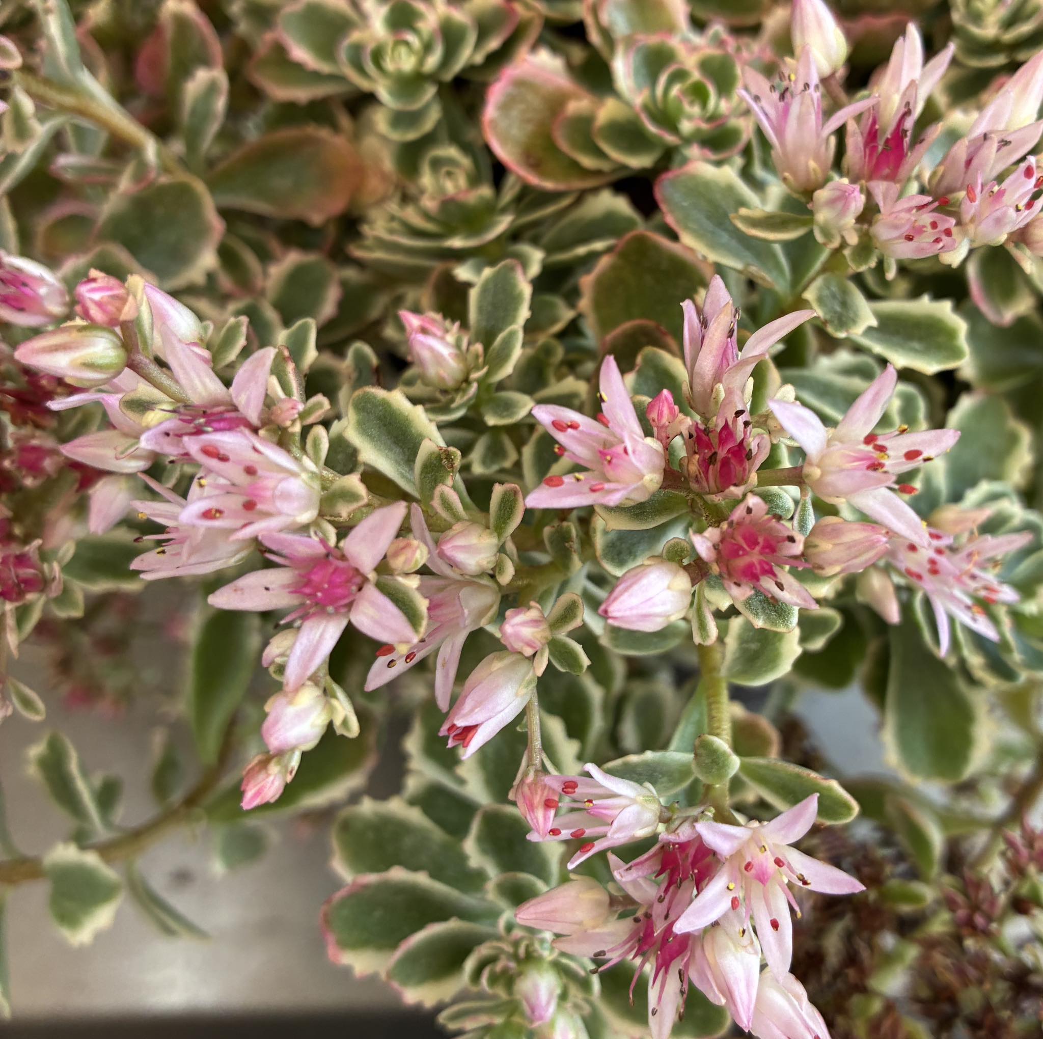 The Little Plant Stall | Mount Helena WA