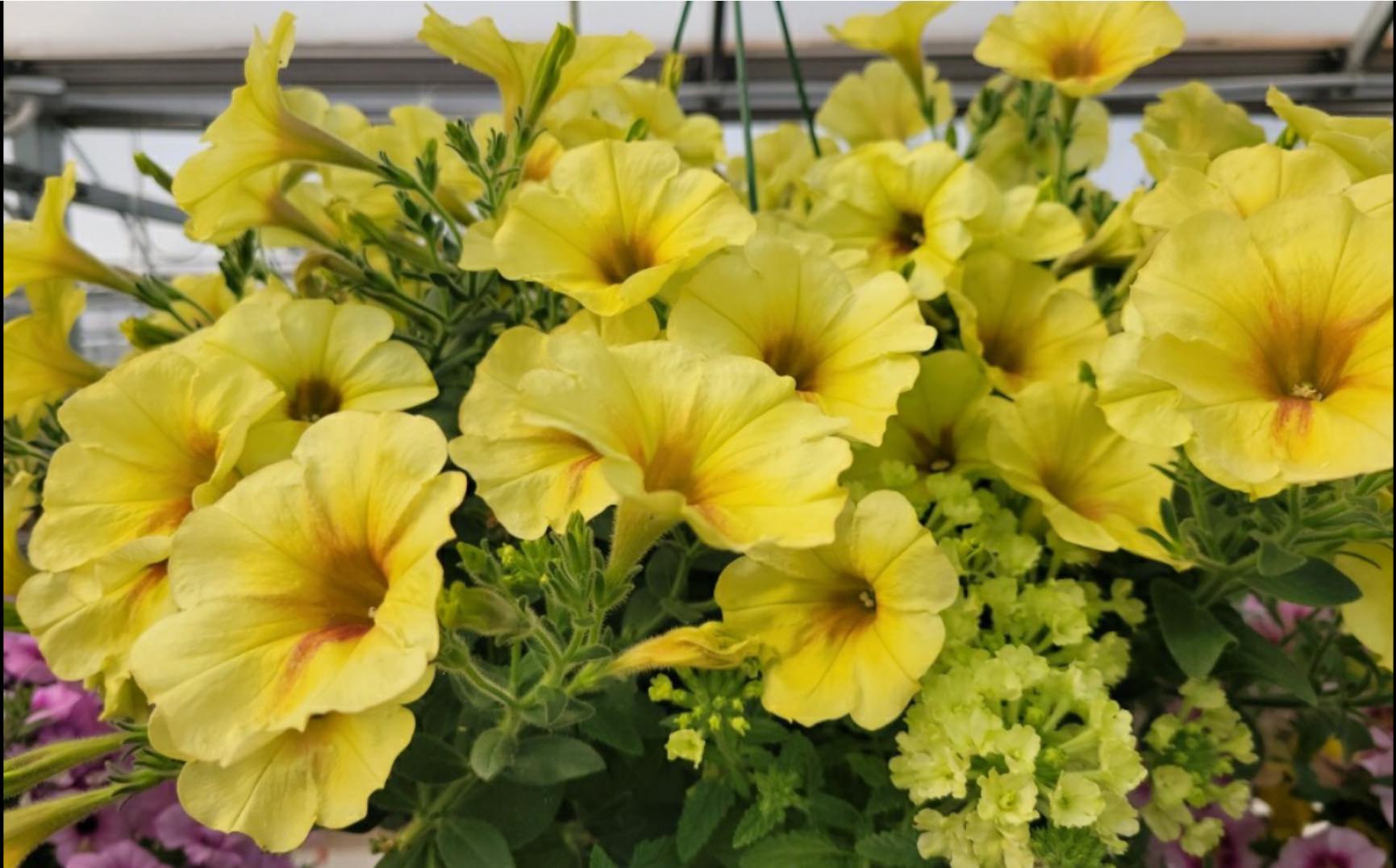 Hilltop Greenhouses | Illinois City IL