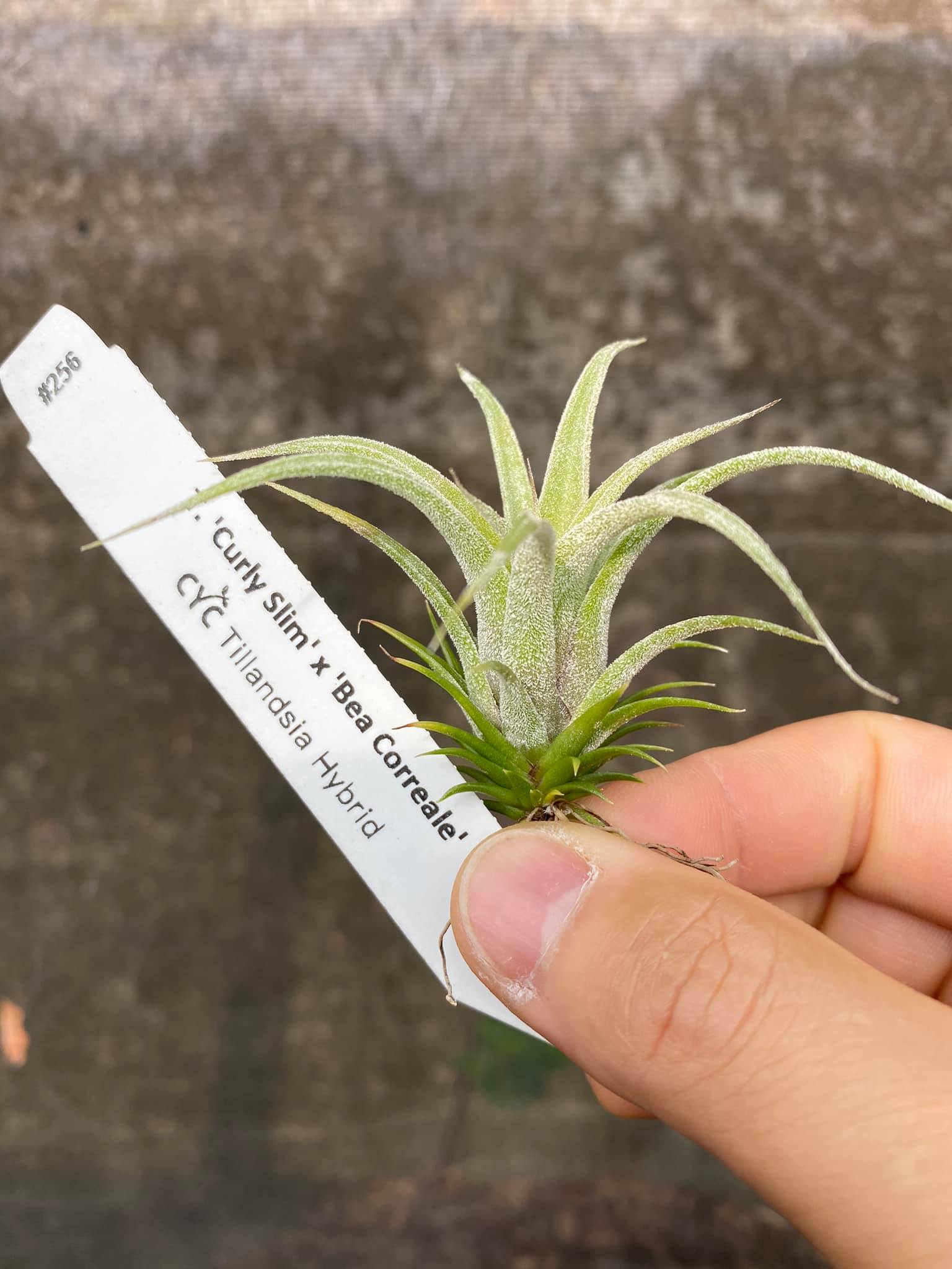 CYC Hybrid #551 - T.'Bea Correale' x T.intermedia Super white