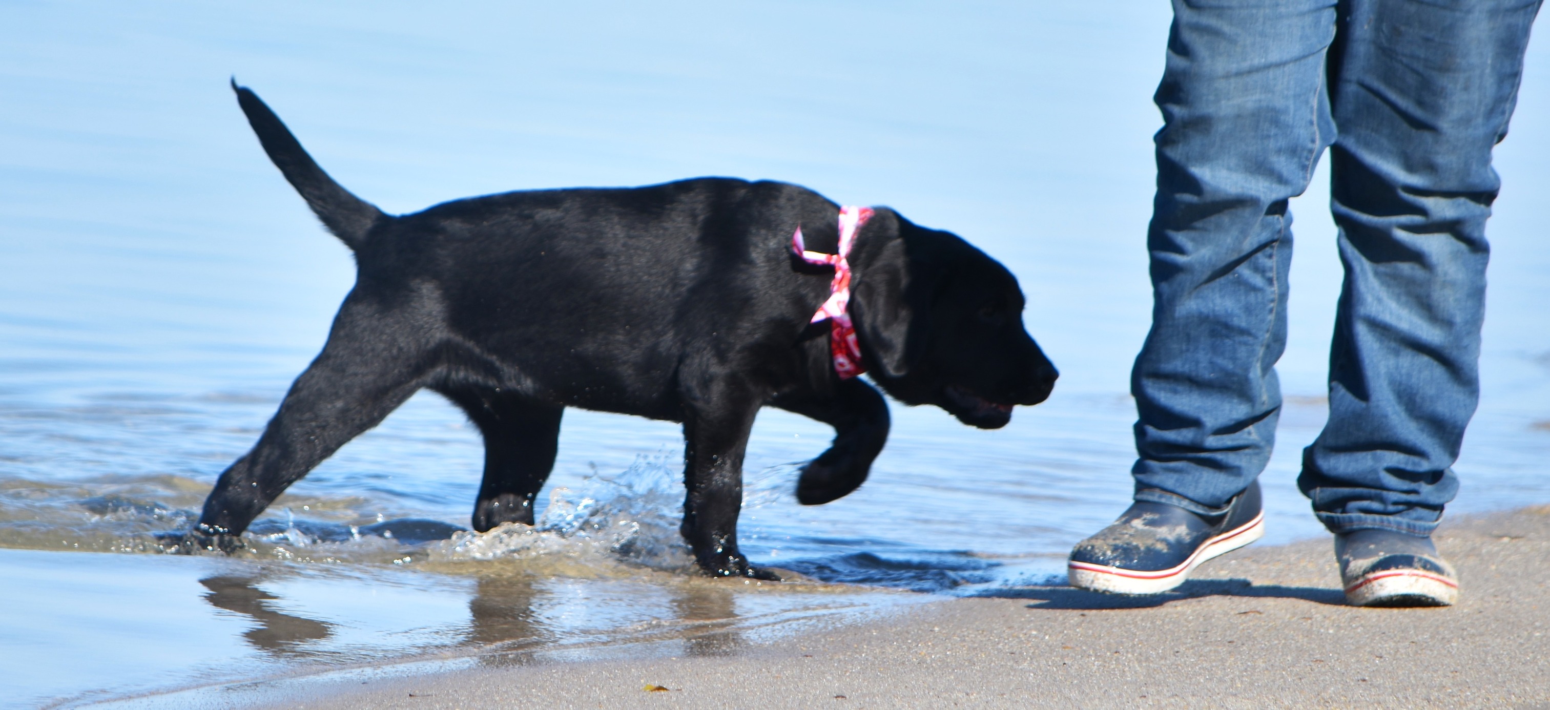 Blue Ridge Lane... - Blue Ridge Lane Labrador Retrievers