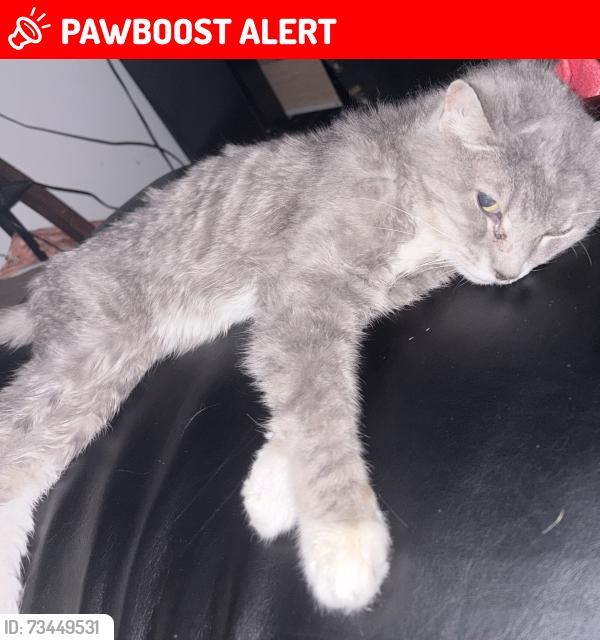 Lost cat Hanzo in Allegheny County, PA on September 28, 2026