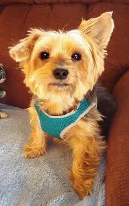 Purebred dogs for adoption