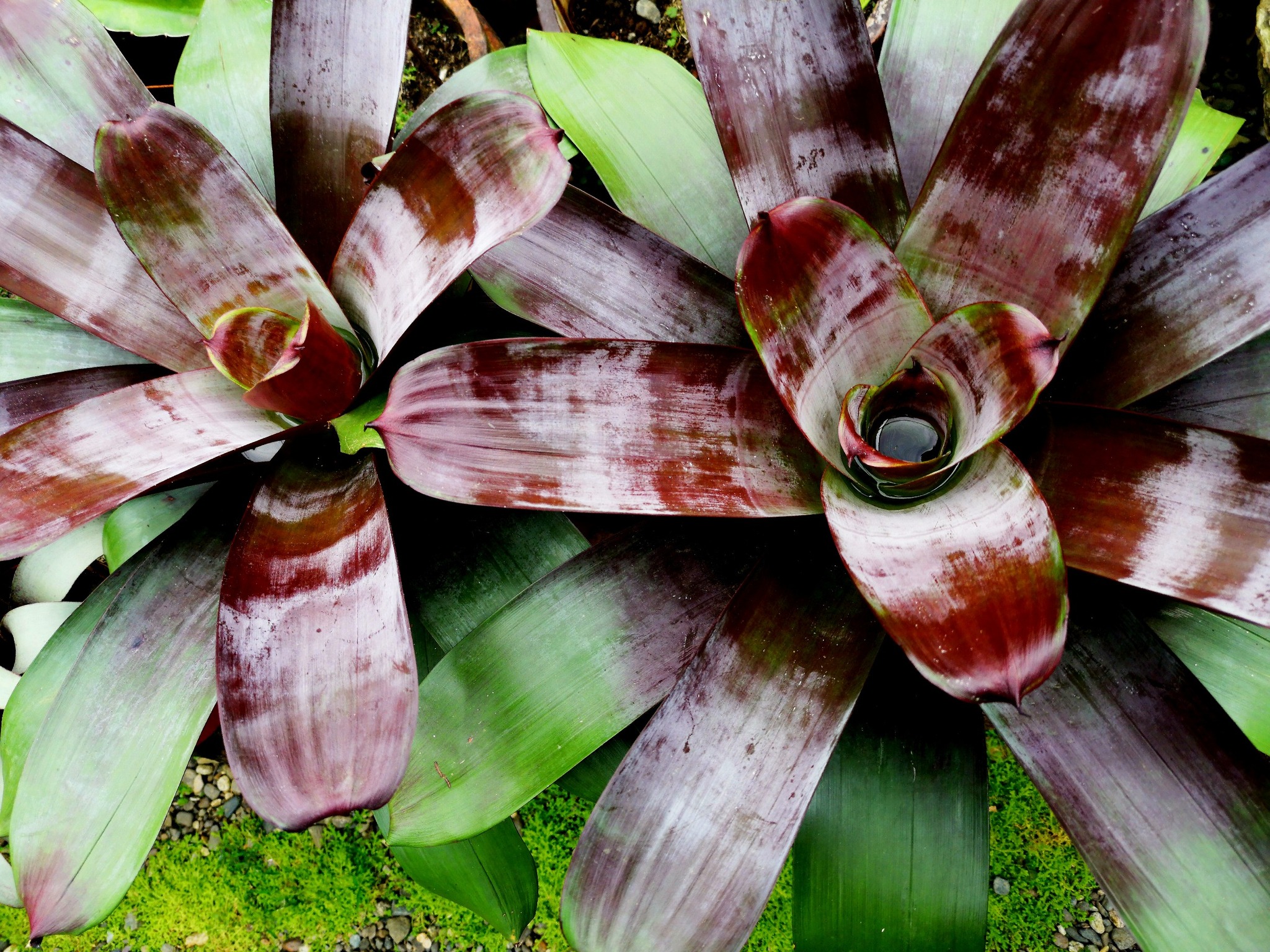 Neoregelia ROBERTO MENESCAL