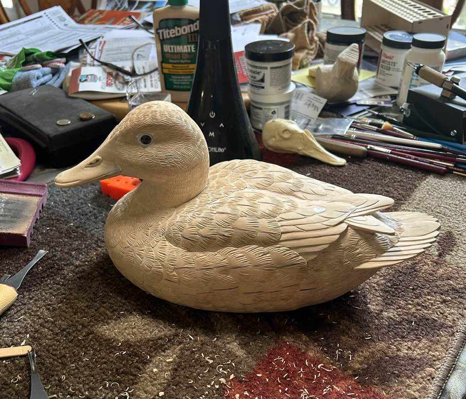 Hand-carved canvasback hen decoy from tupelo wood