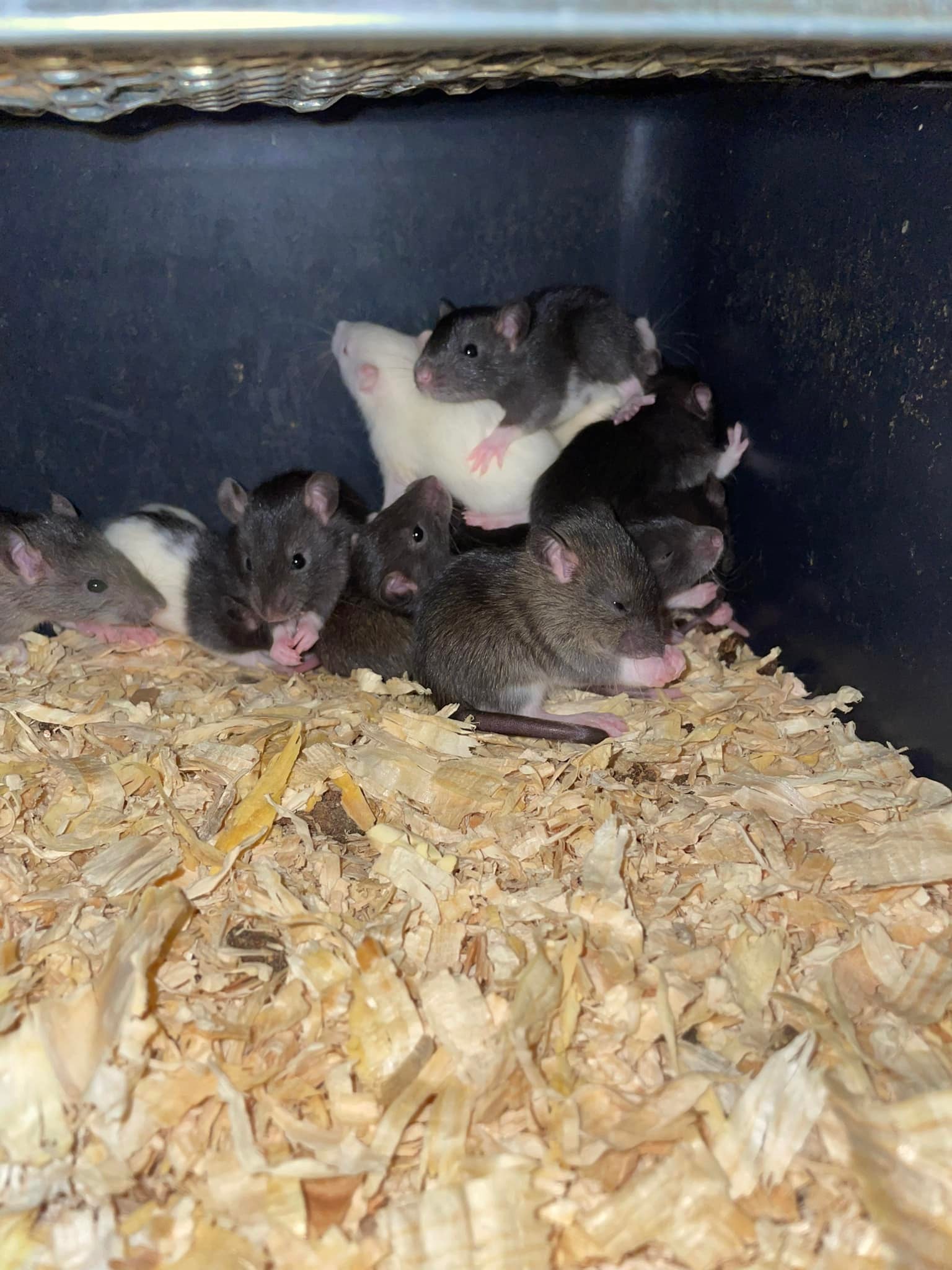 Hobby Farmers of South East Wisconsin | Would anyone be interested in ...
