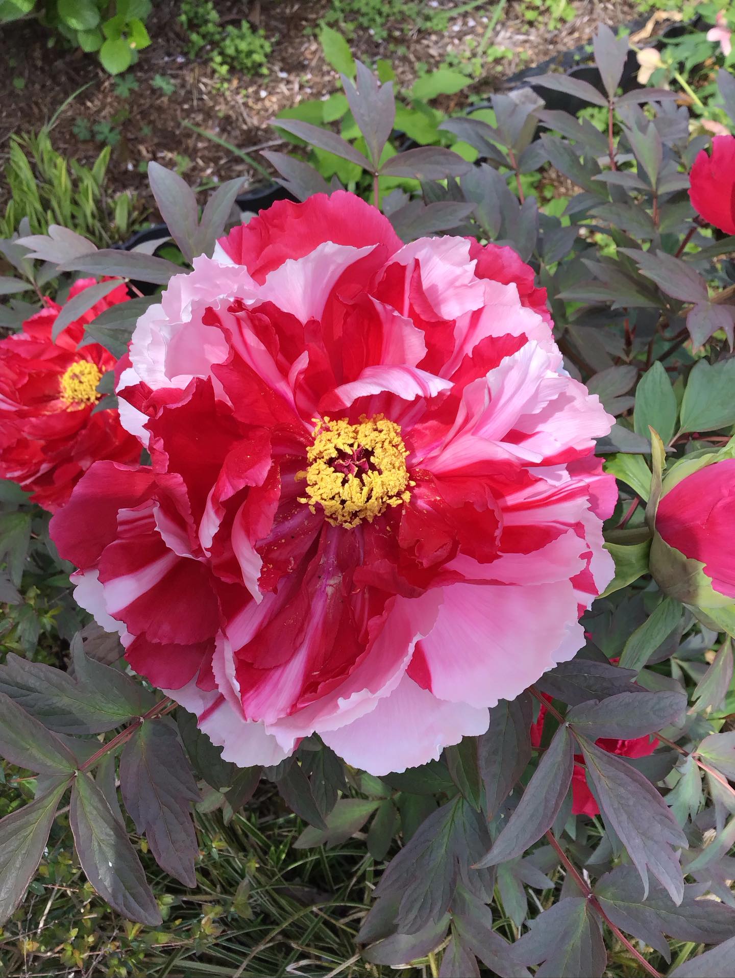 牡丹】 花の🫅王様💕 一輪あるだけで気品✨と風格✨を漂わせています