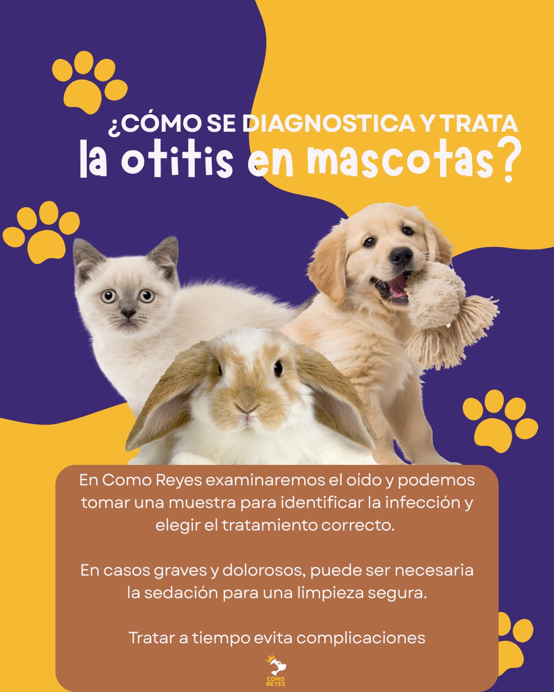 Como Reyes - 🐶🐱 ¿Cómo se diagnostica y trata la otitis en... | Facebook