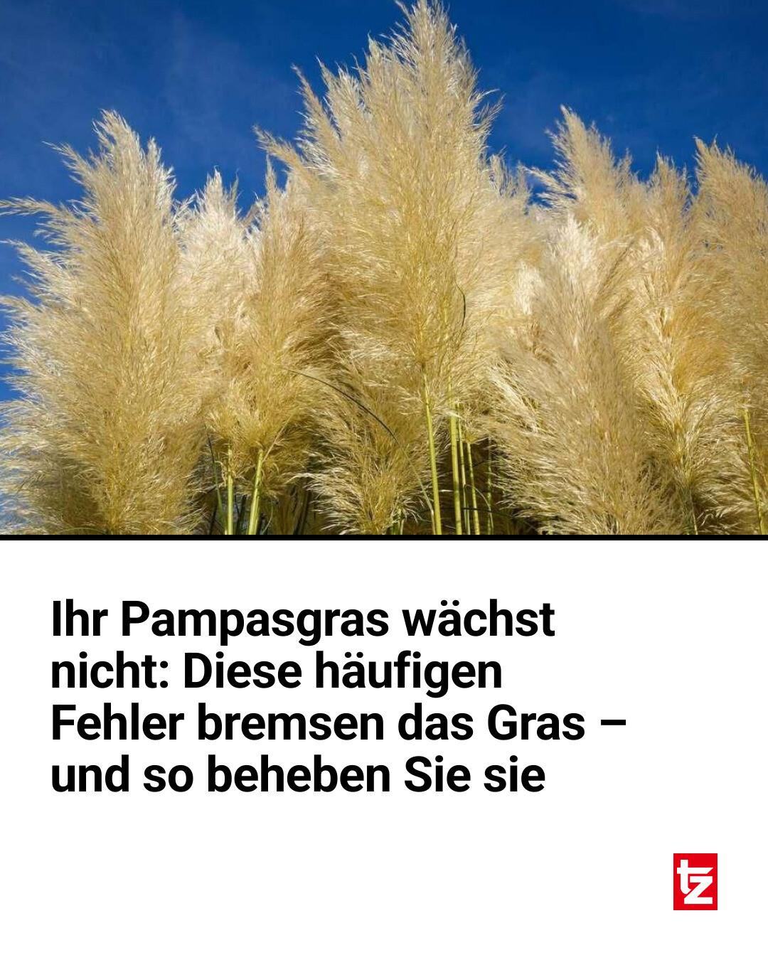 Pampasgras wächst nicht? Falscher Standort, Staunässe oder ein Herbstschnitt sind typische Ursachen – so erholt sich die Pflanze wieder