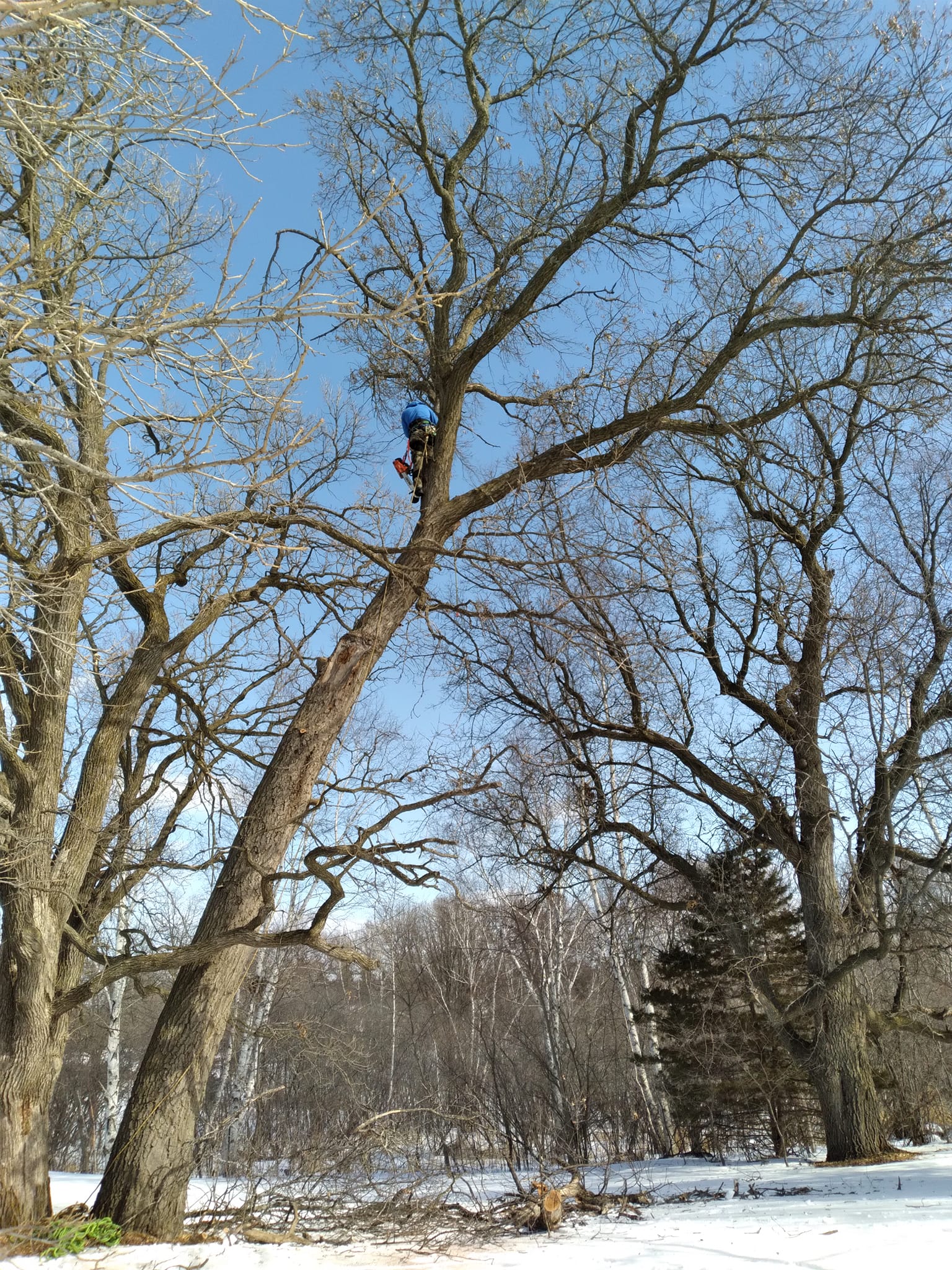 Murphy's Tree Service