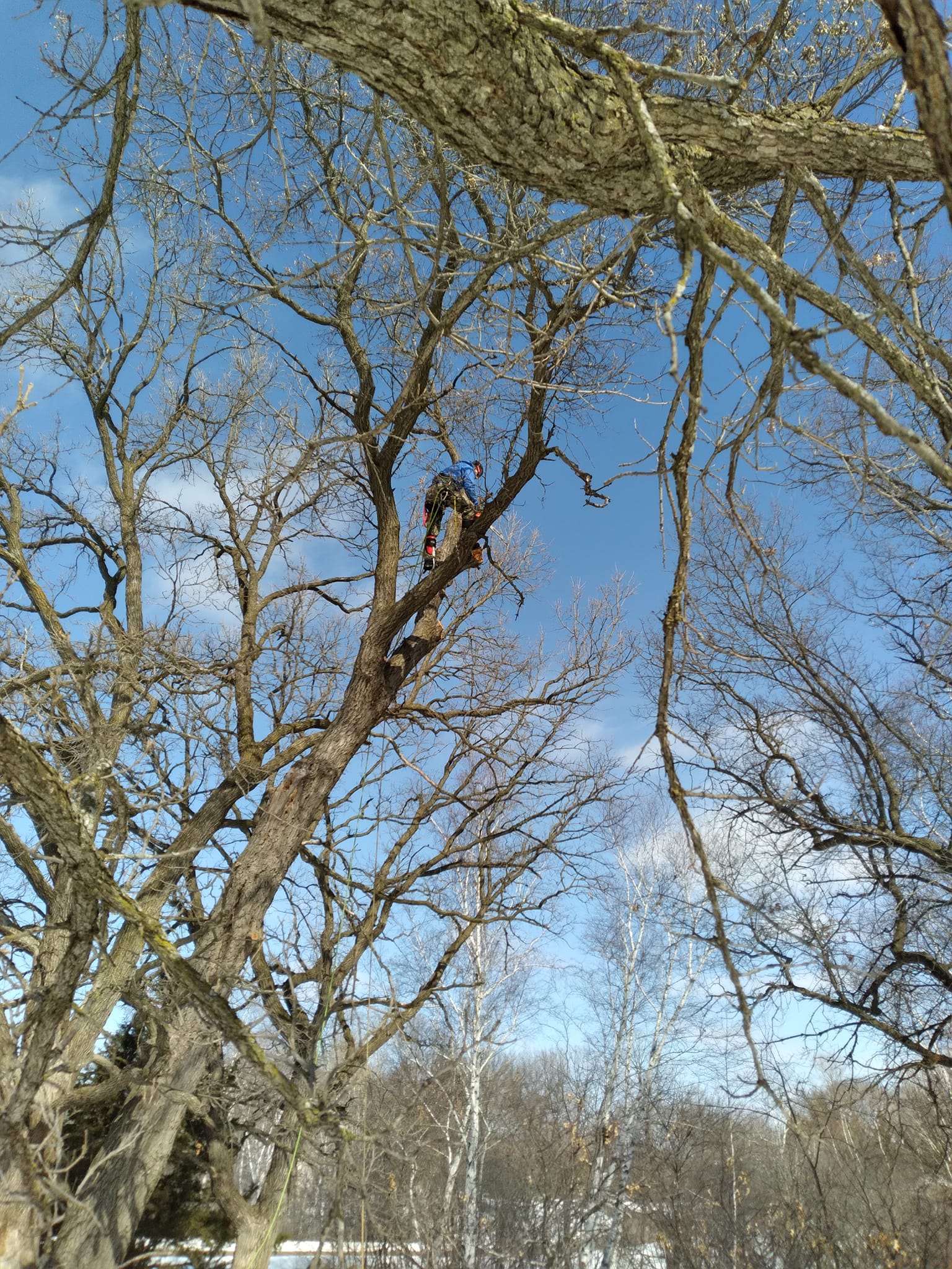 Murphy's Tree Service
