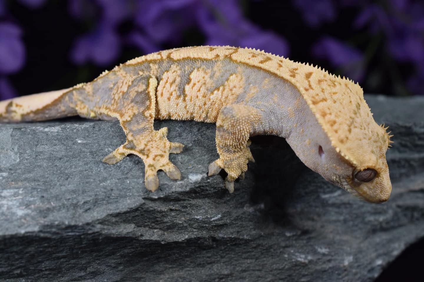 Gecko Loco Exotics