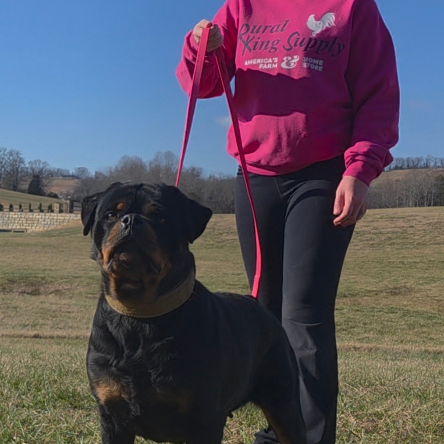 Exodus Rottweilers