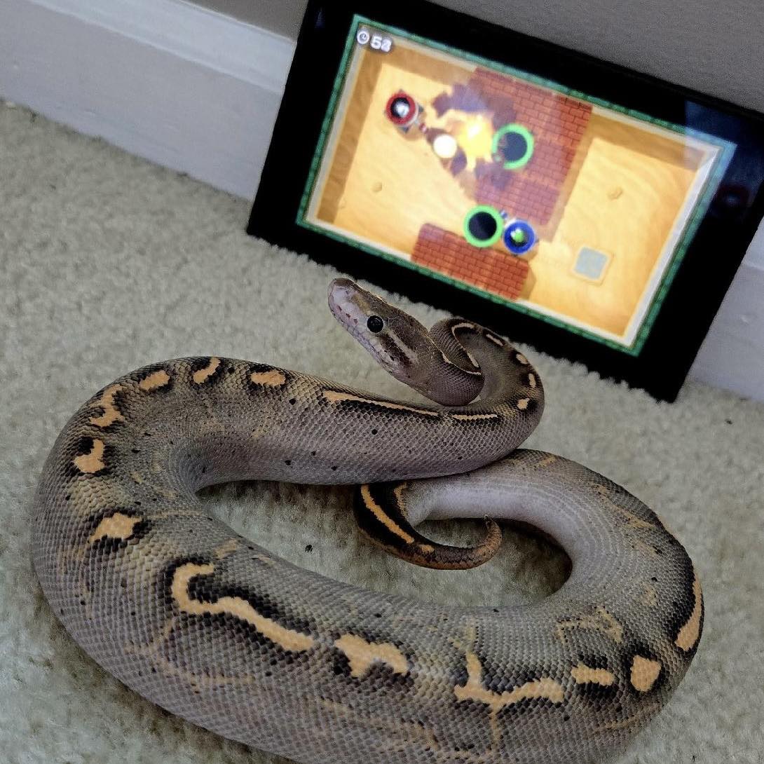 Superior Scales Reptiles | Kansas City MO
