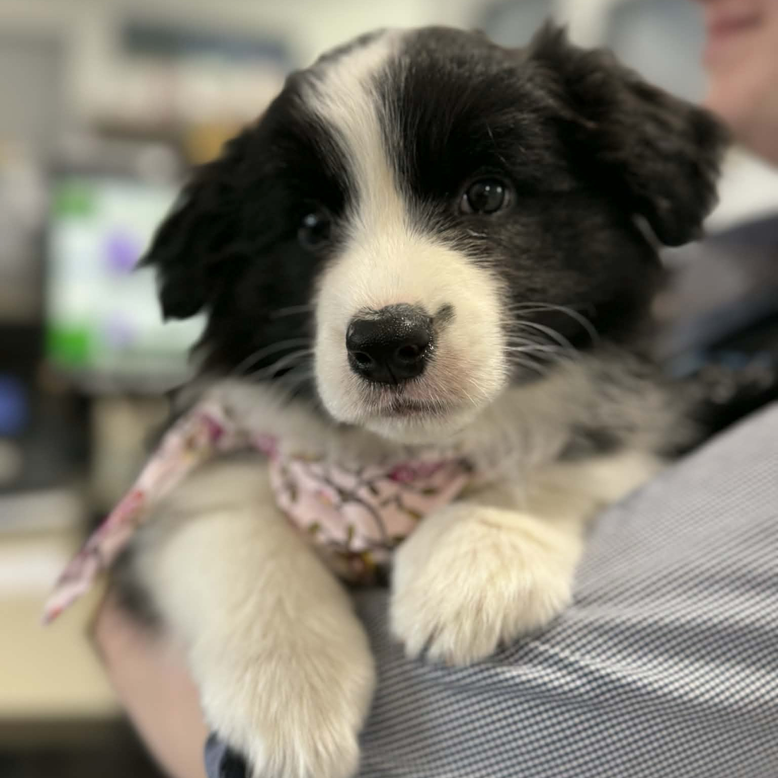 North - 🐾 Meet Liesel, our precious singleton puppy who was born via C ...