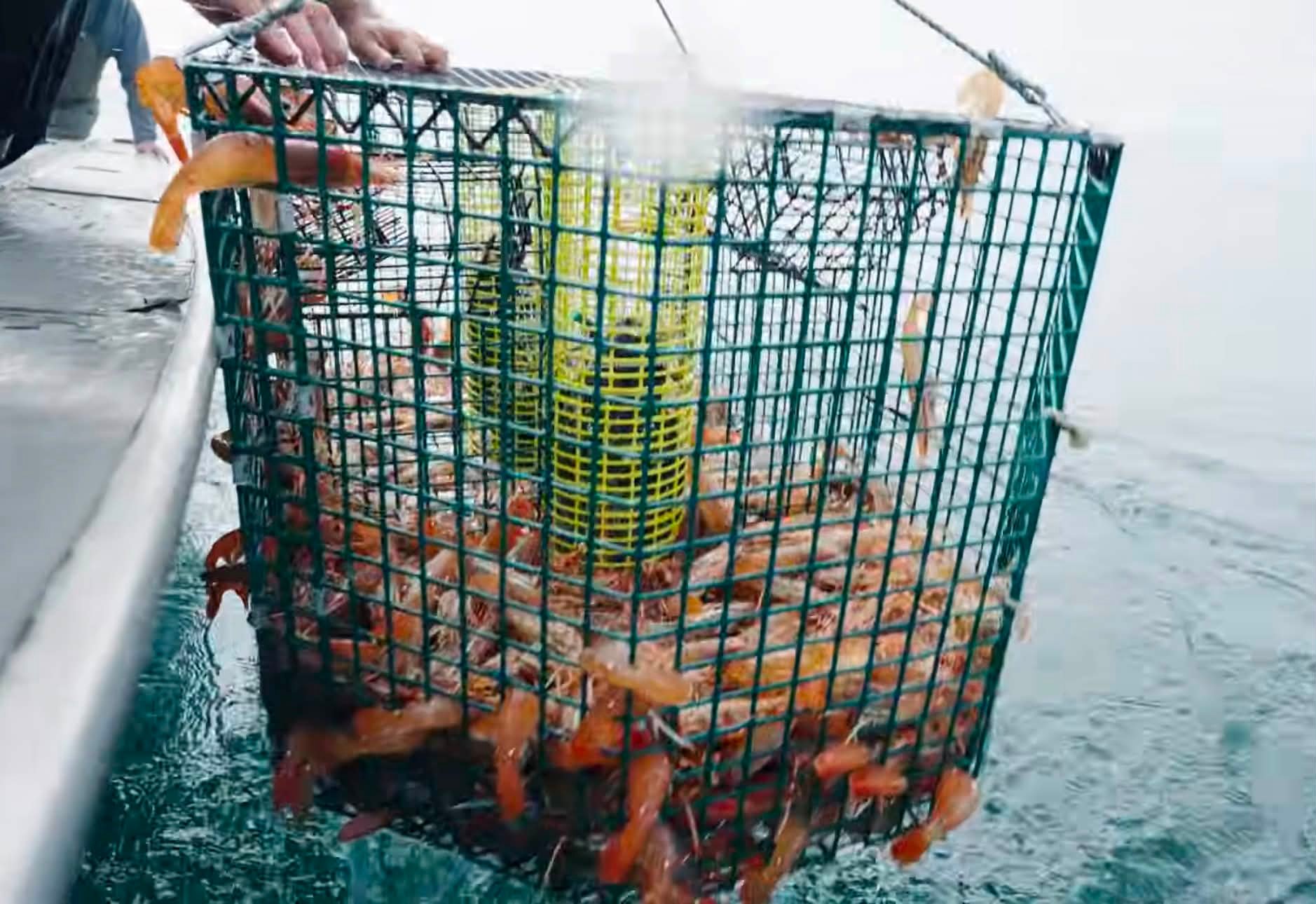addicted fishing net Mustad Cradle | 42 in.  Mustad take them out of the water What Does a Floating Cradle