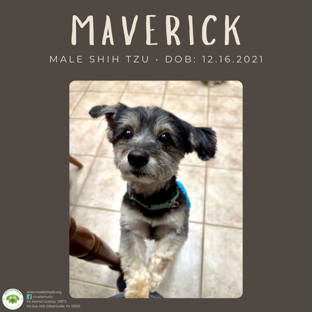 Adopt Maverick, a small Shih Tzu dog with a big personality, in