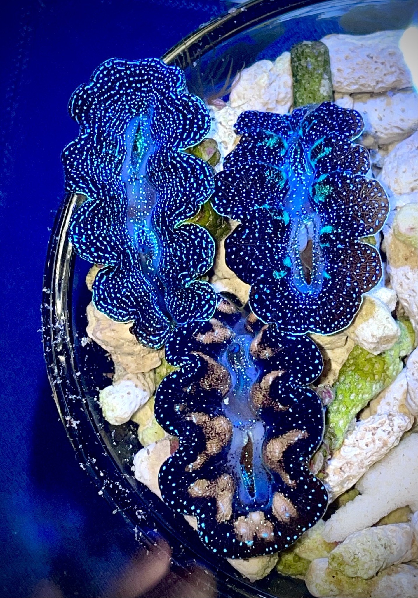 ModernAquati - ModernAquatix.com - Saltwater Aquarium Store