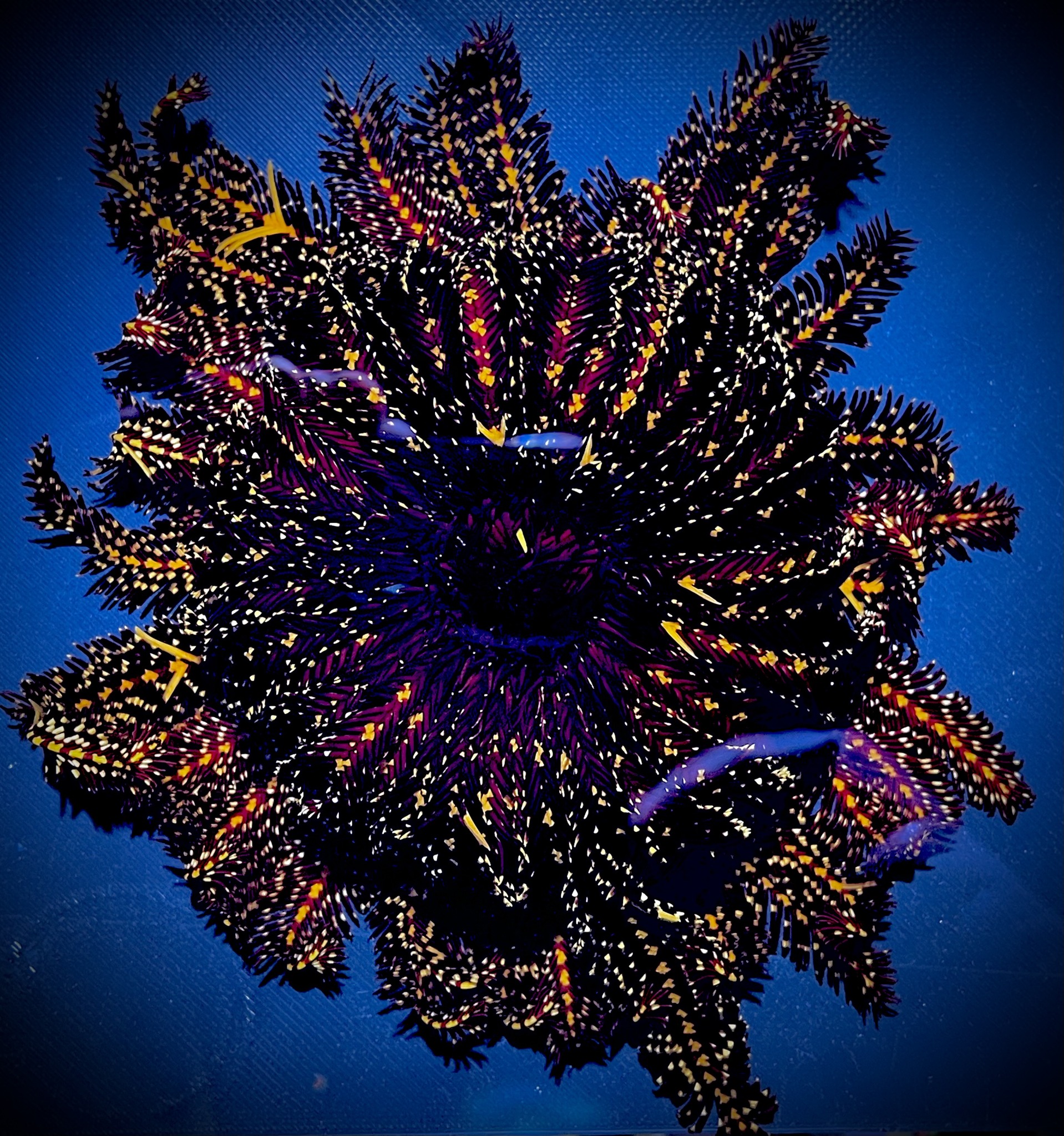 ModernAquati - ModernAquatix.com - Saltwater Aquarium Store