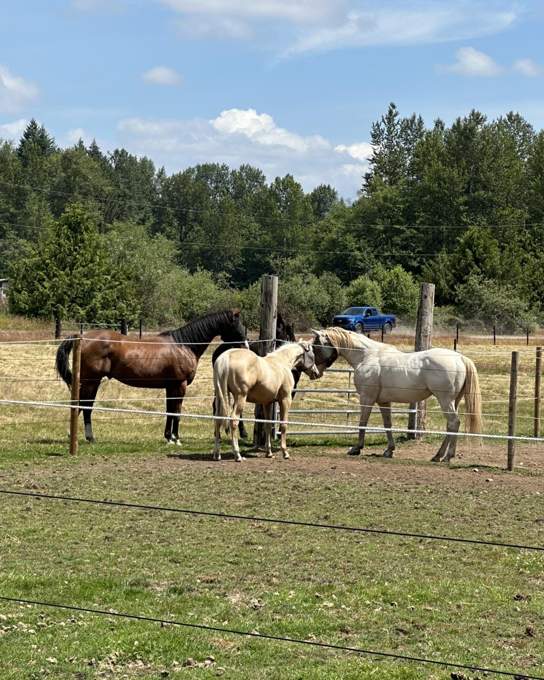 Snika Ranch | Lake Stevens WA