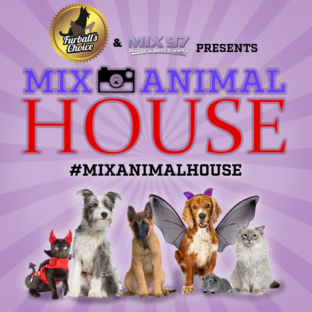 MIX 97 QUINTE'S BEST... - MIX 97 QUINTE'S BEST VARIETY