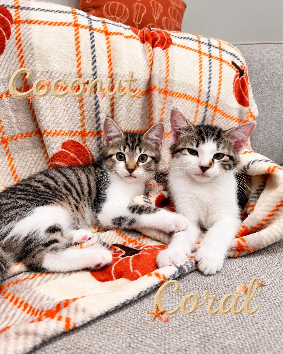 Breezy coral and coconut kittens for adoption in monmouth county