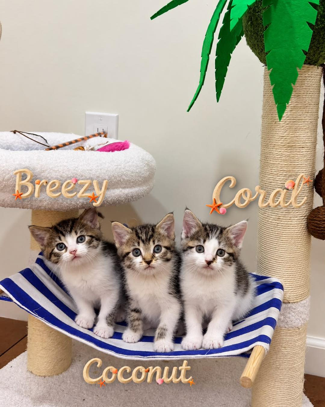 Breezy coral and coconut kittens for adoption in monmouth county